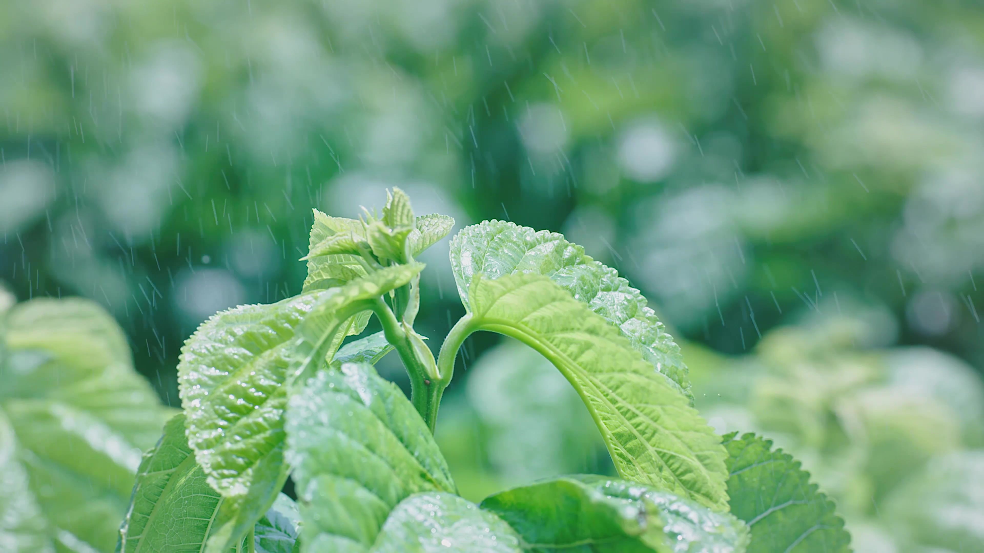 安泰繭絲綢集團宣傳片